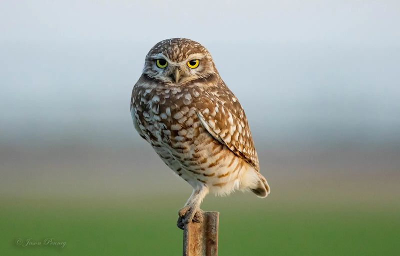 A burrowing owl perched on a wooden post