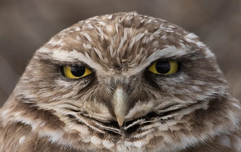 Close-up of a burrowing owl's face