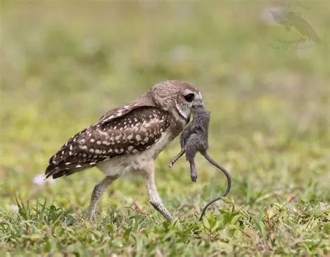 A burrowing owl carrying a rodent across the grass