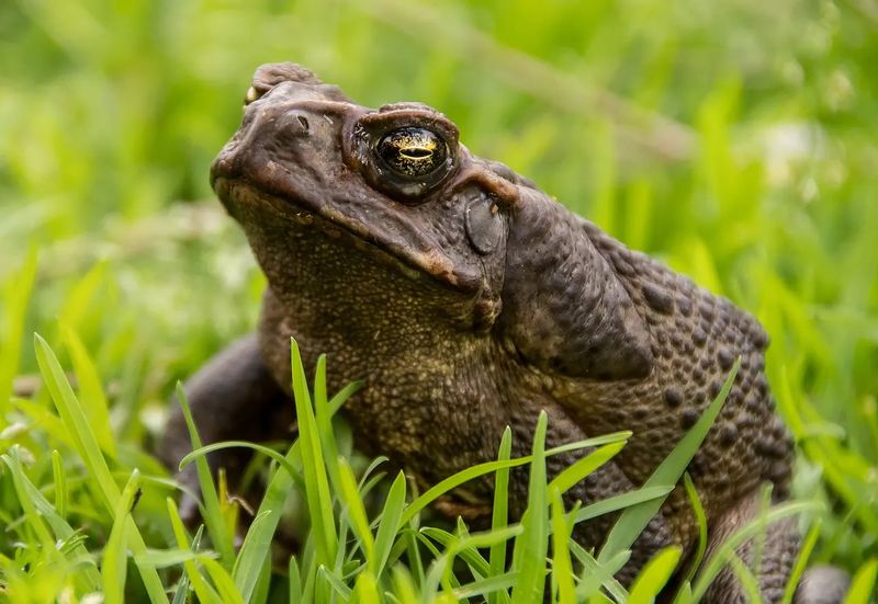 Cane toad sitting in the grass