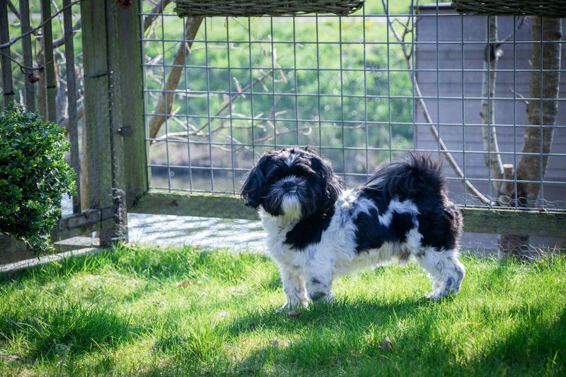 A small dog standing in a fenced back yard