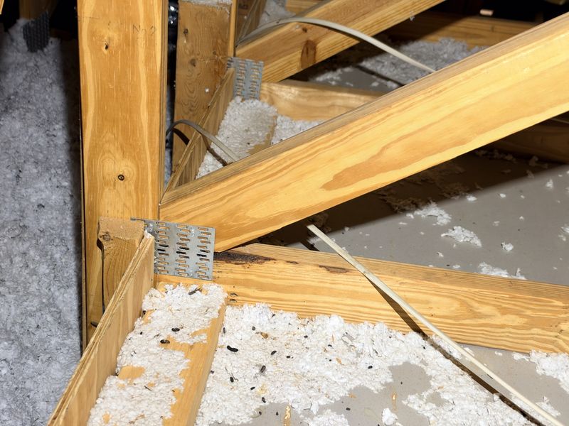 Roof rat droppings scattered across attic insulation and framing
