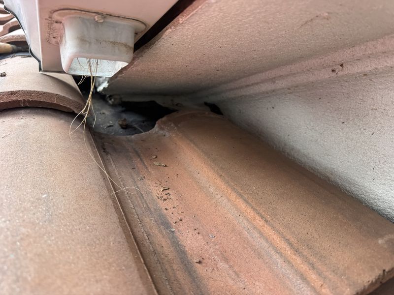 Roof rat entry gap behind the downspout at the tile roof edge, with nesting debris