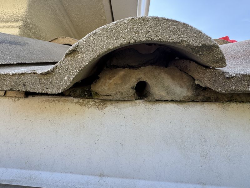 Open barrel tile end at the eave, a gap roof rats use to get under the roof