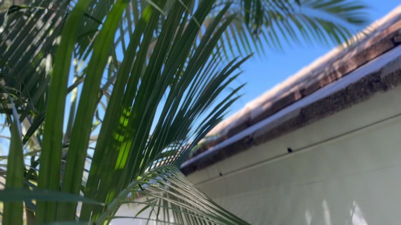 Palm fronds resting against the edge of a tile roof