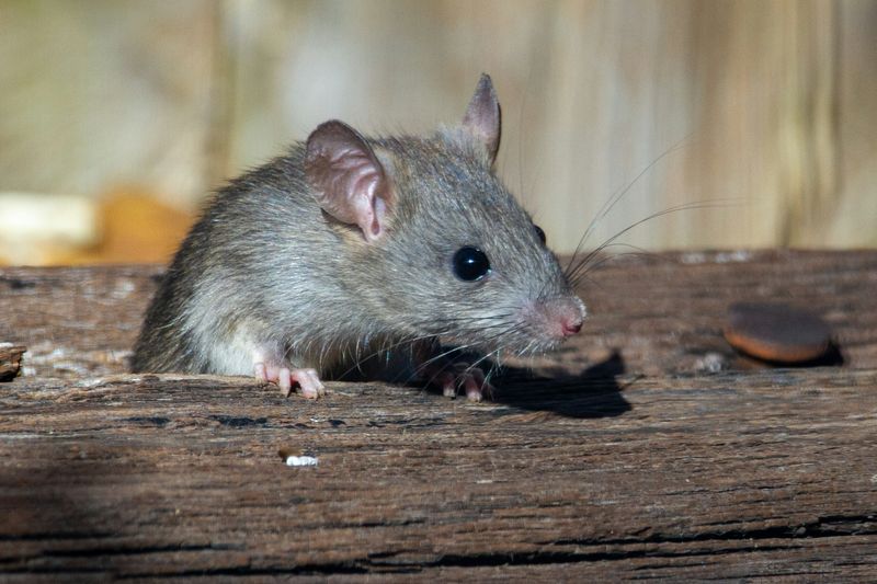 A roof rat peeking out from a wooden ledge