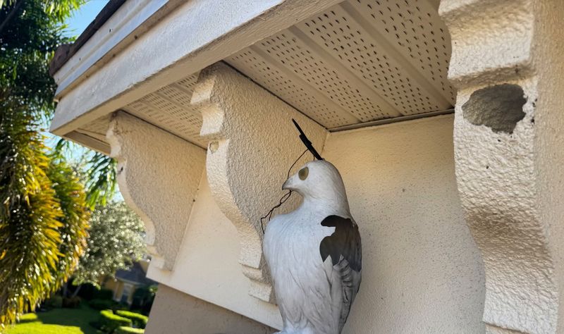 A white plastic hawk decoy under the eave of a Naples home, with a large woodpecker hole in the foam corbel beside it